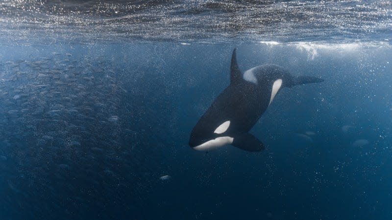 Fish or hunt? What should the orca attack now? - Photo: Doval J/Andia/Universal Images Group (Getty Images)