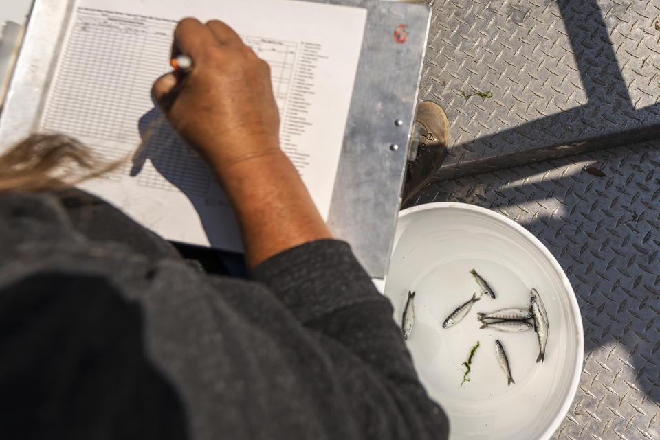 Jamie Holt, lead fisheries technician for the Yurok Tribe, counts dead chinook salmon pulled from a trap in the lower Klamath River on Tuesday, June 8, 2021, in Weitchpec, Calif. A historic drought and low water levels are threatening the existence of fish species along the 257-mile-long river. "When I first started this job 23 years ago, extinction was never a part of the conversation," she said of the salmon. "If we have another year like we're seeing now, extinction is what we're talking about." (AP Photo/Nathan Howard)