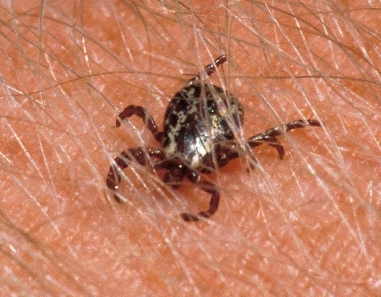 Ticks, such as this American dog tick, drink the blood of humans and other mammals and can also cause illnesses in people.