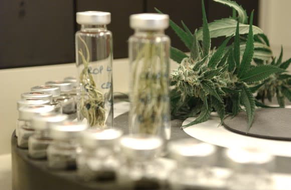 Cannabis leaves next to biotech lab equipment and test tubes.