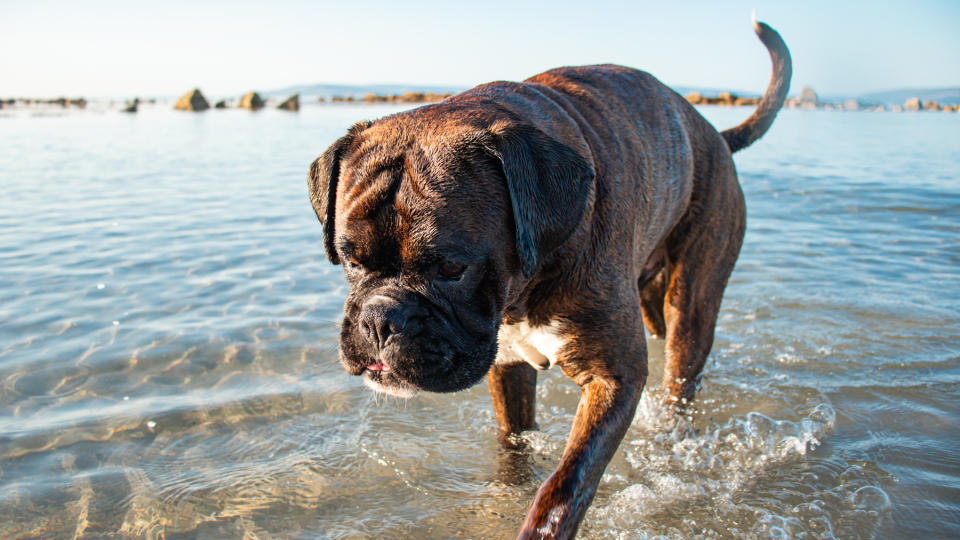 Boxer walking out of the sea