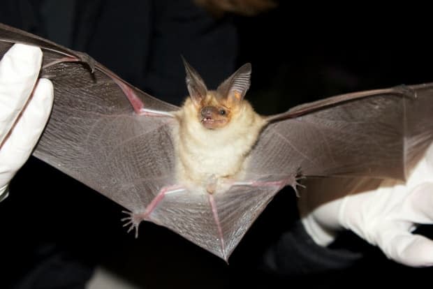 Submitted by South Coast Bat Action Team