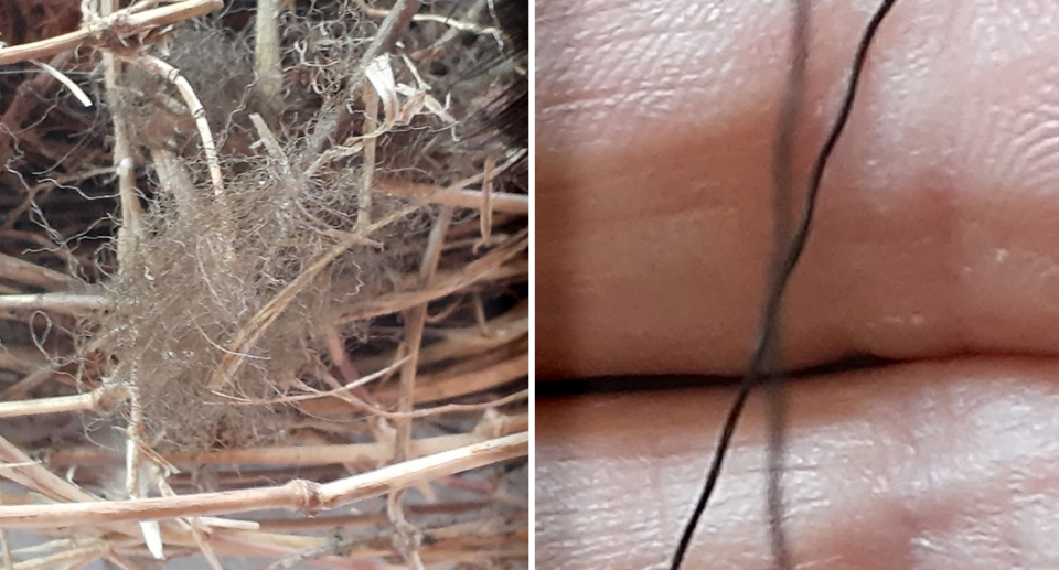 Human hair and nylon were also found in the bird's nest. Source: Supplied