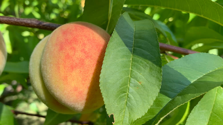 Redhaven peach growing