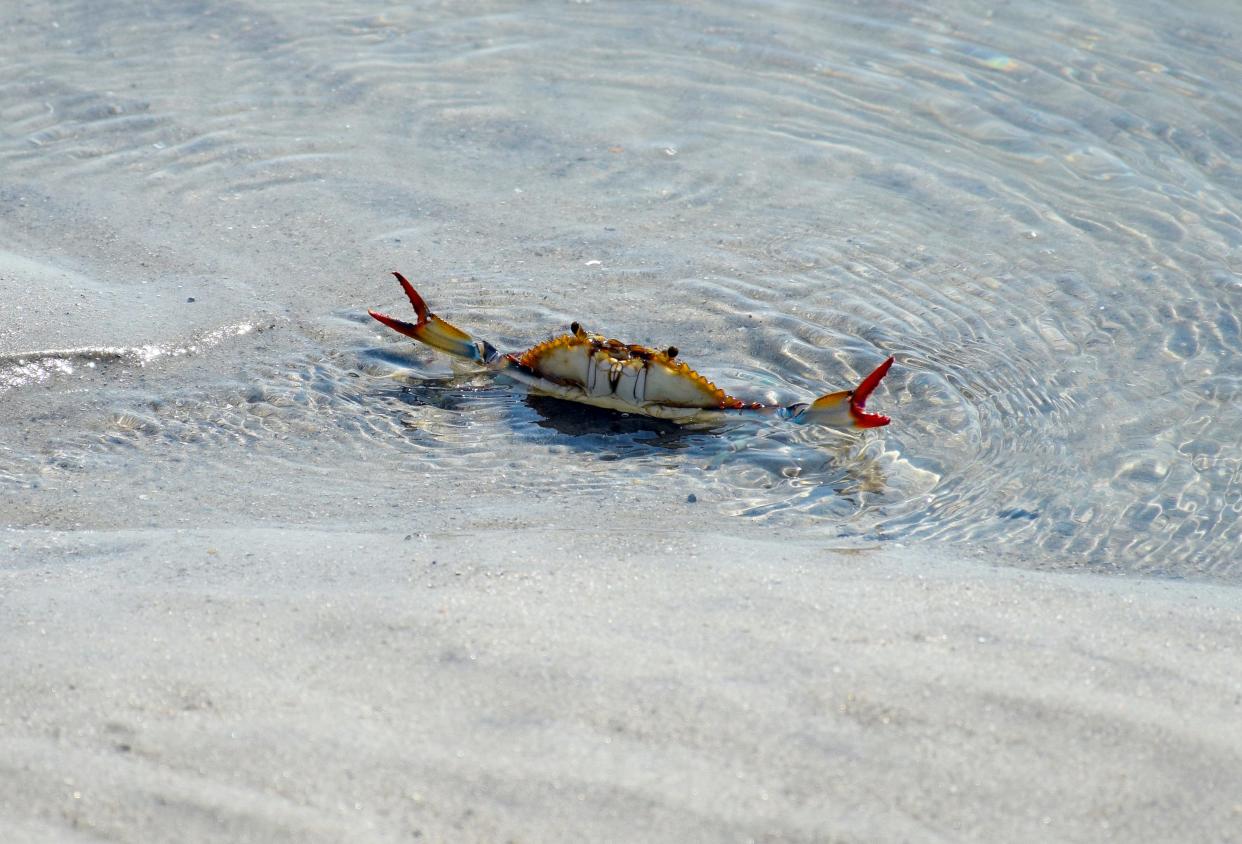 One of Quinton White's favorite crustaceans is the blue crab.