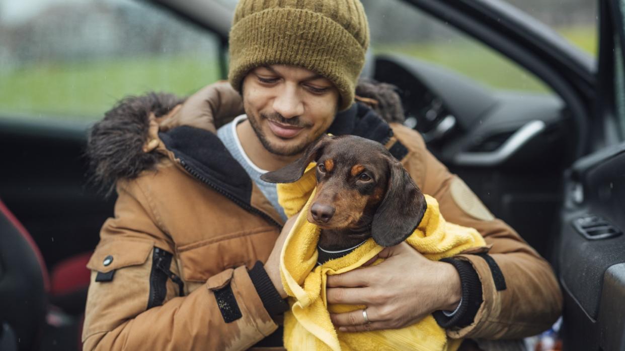 a man sits in his car and wraps his dachshund in a blanket