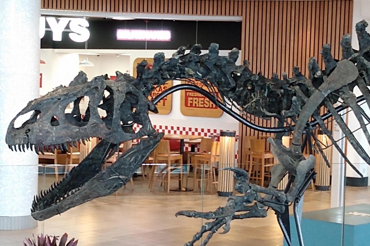 The skelton of a large dinosaur has gone on show at the Westquay shopping centre in Southampton.