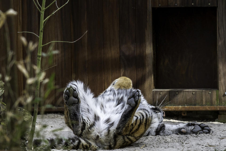 Sayeeda is seen resting inside her enclosure at the FELIDA Big Cat Centre. (Photo: Omar Havana/Four Paws)