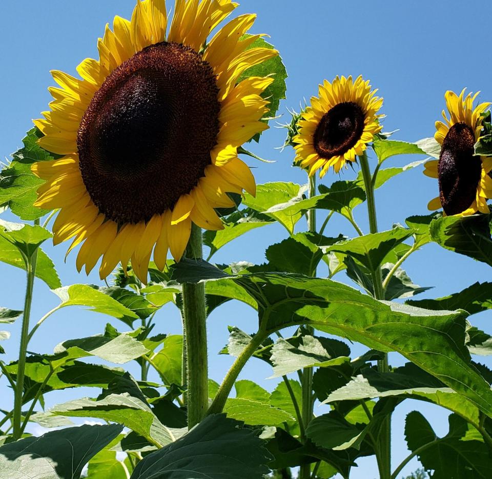 Coastal Ridge Farm in Picayune, Mississippi