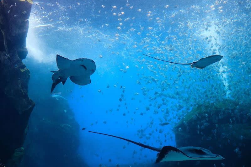 ▲Xpark水族館針對指控做出聲明，強調絕無虐待動物情事，對不實指控將採法律途徑以維護自身權益。（圖／Xpark官網、粉專、IG）