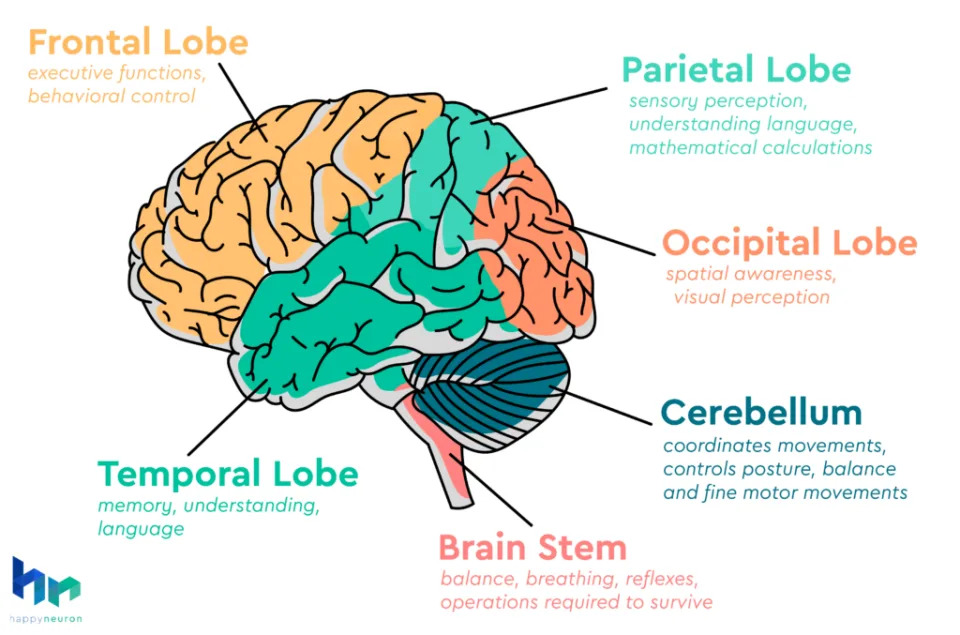 Image of brain 