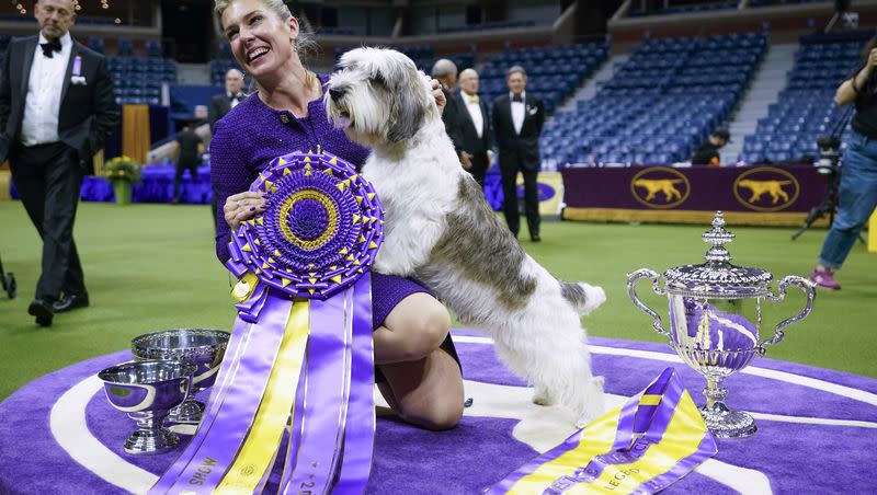 Handler Janice Hays poses for photos with Buddy Holly, a petit basset griffon Vendéen, after he won best in show during the 147th Westminster Kennel Club Dog show, Tuesday, May 9, 2023, at the USTA Billie Jean King National Tennis Center in New York.