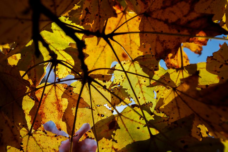 Red, orange, and yellow leaves cling to the trees at Maple Park Cemetery in Springfield on Saturday, Nov. 6, 2021.