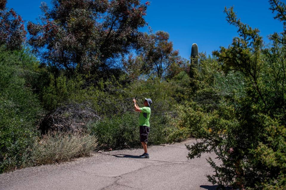 A park-goer photographs the landscape at Boyce Thompson Arboretum.