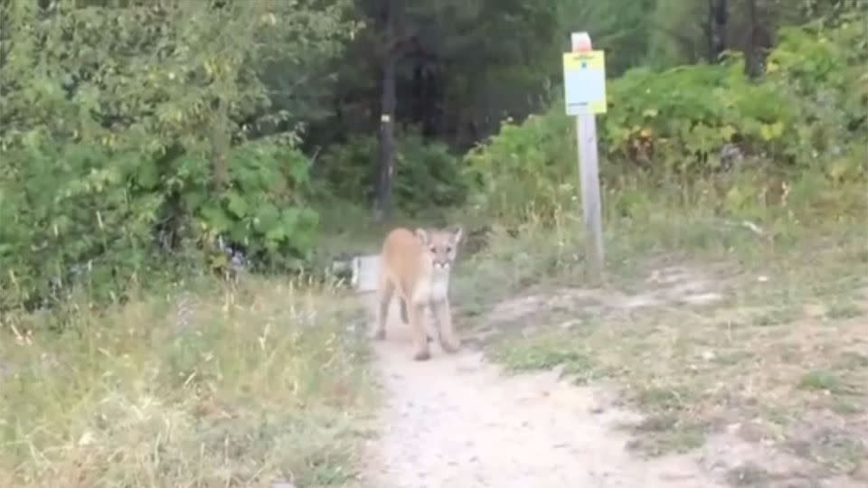 This is the moment a mountain lion stalked a Canadian hiker. Photo: Supplied