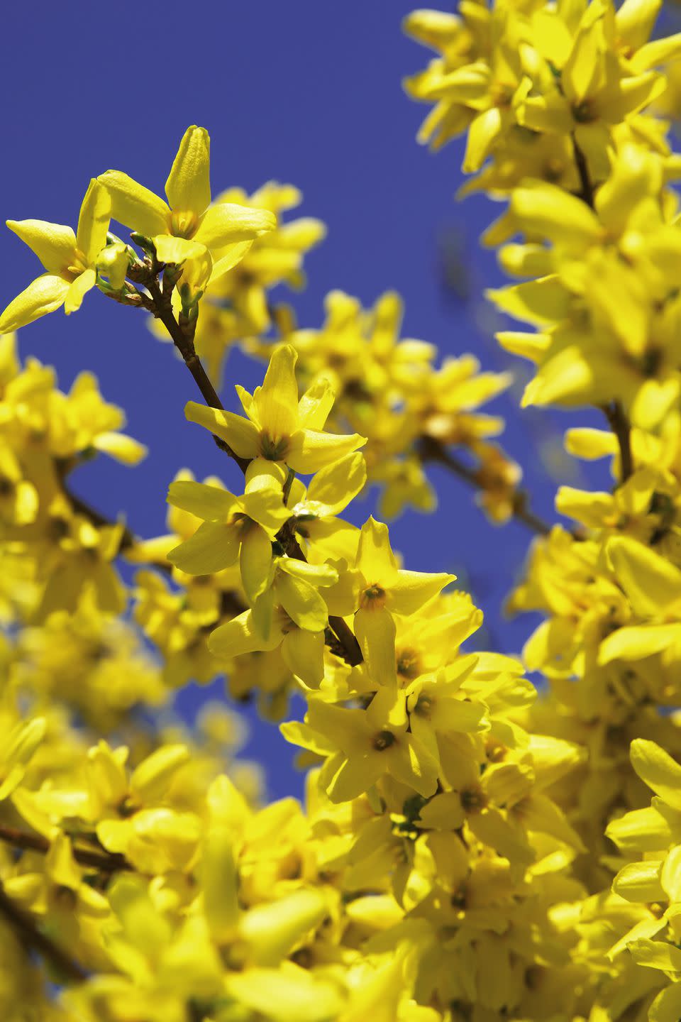 1) Forsythia