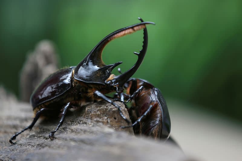 FILE PHOTO: Beetles climb a trunk at Tierra Viva's production plant in Tunja