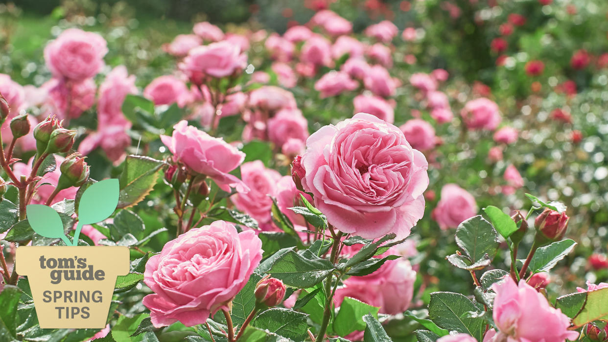  Mid-pink roses in garden in full bloom. 