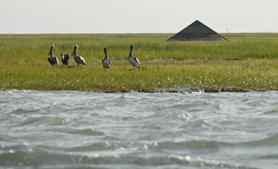 Pelicans stand near the remains of a house formerly on Cedar Island, which now rests in a marsh off the coast of Wachapreague, Virginia