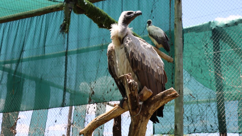 An African White-backed vulture (closest to camera) at the VulPro rehabilitation center near Pretoria, South Africa. The center has cared for over 1,600 vultures during its operation, which involves rehabilitation, captive breeding and rewilding. - Gertrude Kitongo/CNN