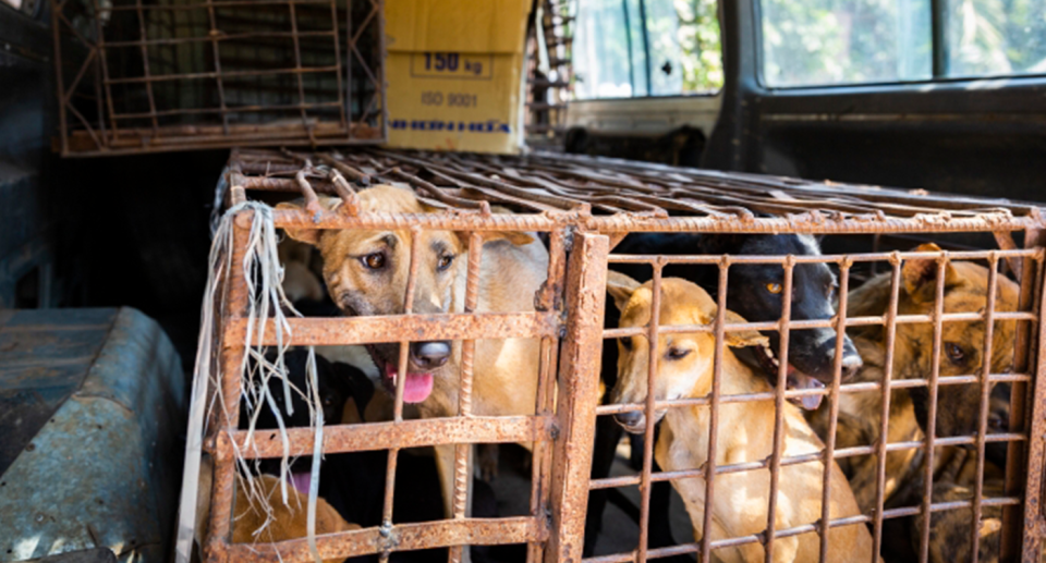 A cage full of dogs in the back of a ute. 