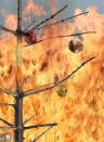 <p>Neglected, dried-out Christmas trees spark about a hundred fires in the United States each year, cause an average of 10 deaths, and result in $15.7 million in property damage, the <a href="https://www.cpsc.gov/Newsroom/News-Releases/2018/Put-Safety-at-the-Top-of-Your-List-When-Decorating-this-Holiday-Season" rel="nofollow noopener" target="_blank" data-ylk="slk:Consumer Product Safety Commission reports;elm:context_link;itc:0;sec:content-canvas" class="link ">Consumer Product Safety Commission reports</a>. Not only will an errant spark ruin your holiday, it can put both residents and responding firefighters in danger. </p><p><strong>RELATED:</strong> <a href="https://www.goodhousekeeping.com/holidays/christmas-ideas/g1863/fake-christmas-trees/" rel="nofollow noopener" target="_blank" data-ylk="slk:11 Best Artificial Christmas Trees That Look Incredibly Realistic;elm:context_link;itc:0;sec:content-canvas" class="link ">11 Best Artificial Christmas Trees That Look Incredibly Realistic</a></p>