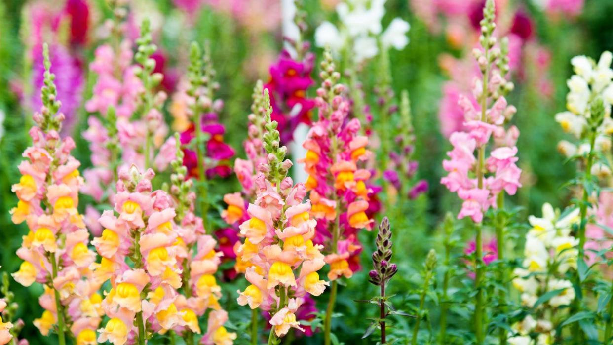 snapdragon flowers in a garden