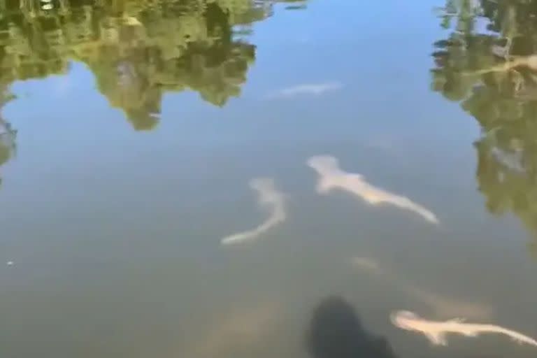 Tiburones nodriza y puntas negra fueron vistos viajando tierra adentro por los canales de Florida