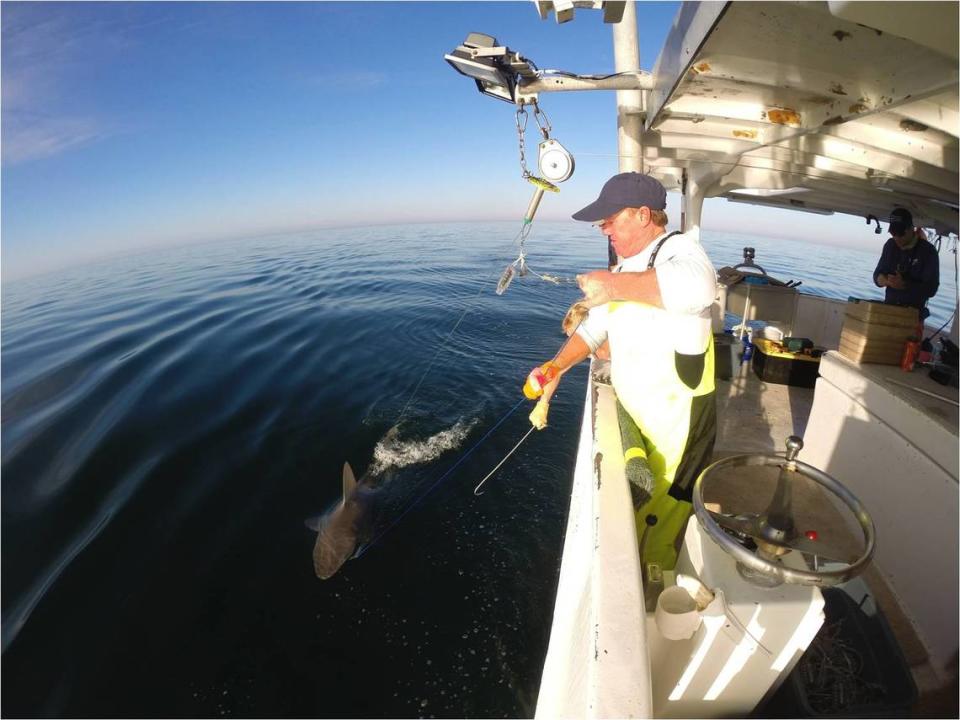 Researchers spent five years longline fishing that targeted five of the seven most commonly caught species in the Gulf of Mexico and Florida Keys. Sharks were caught near Madeira Beach, Key West and Naples, Florida.