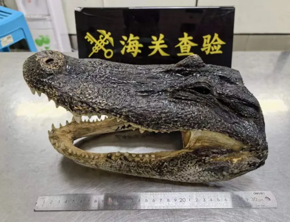 深圳灣海關早前檢查入境旅客的行李時，檢獲乾鱷魚頭。(內地海關)