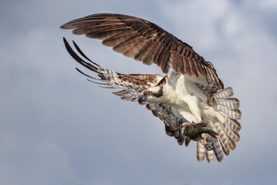 Osprey