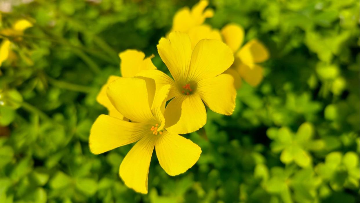  Yellow Oxalis 