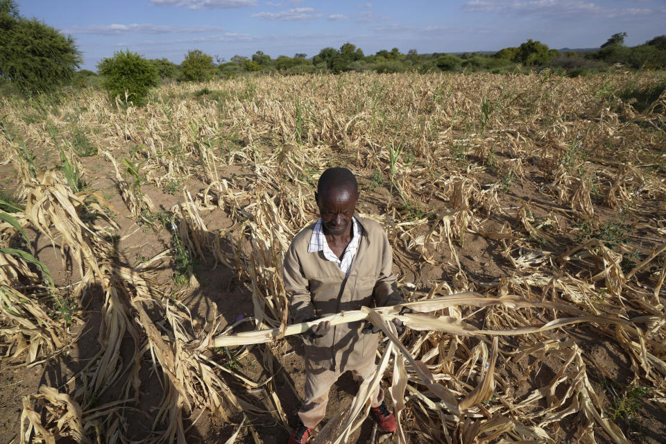 James Tshuma, agricultor en el distrito de Mangwe, en el suroeste de Zimbabue, se ve de pie entre sus cultivos secos durante una sequía en Zimbabue, el viernes 22 de marzo de 2024. Una nueva sequía ha dejado a millones de personas en riesgo de pasar hambre en el sur de África, durante un periodo de clima extremo que según los científicos se vuelve más frecuente y dañino. (AP Foto/Tsvangirayi Mukwazhi)