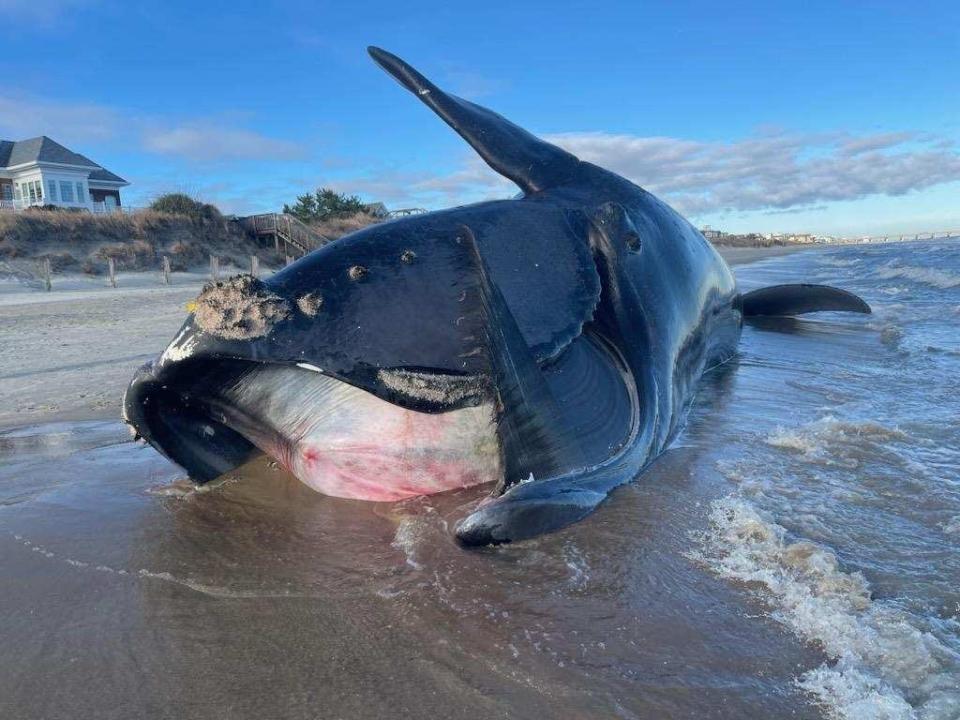 A dead North Atlantic right whale discovered at Virginia Beach in February was found to have “a catastrophic blunt force traumatic injury” consistent with being struck by a vessel, investigators said. Before its death, the last confirmed sighting of “Right Whale 3343” was off the Georgia coast on Dec. 26, 2022.