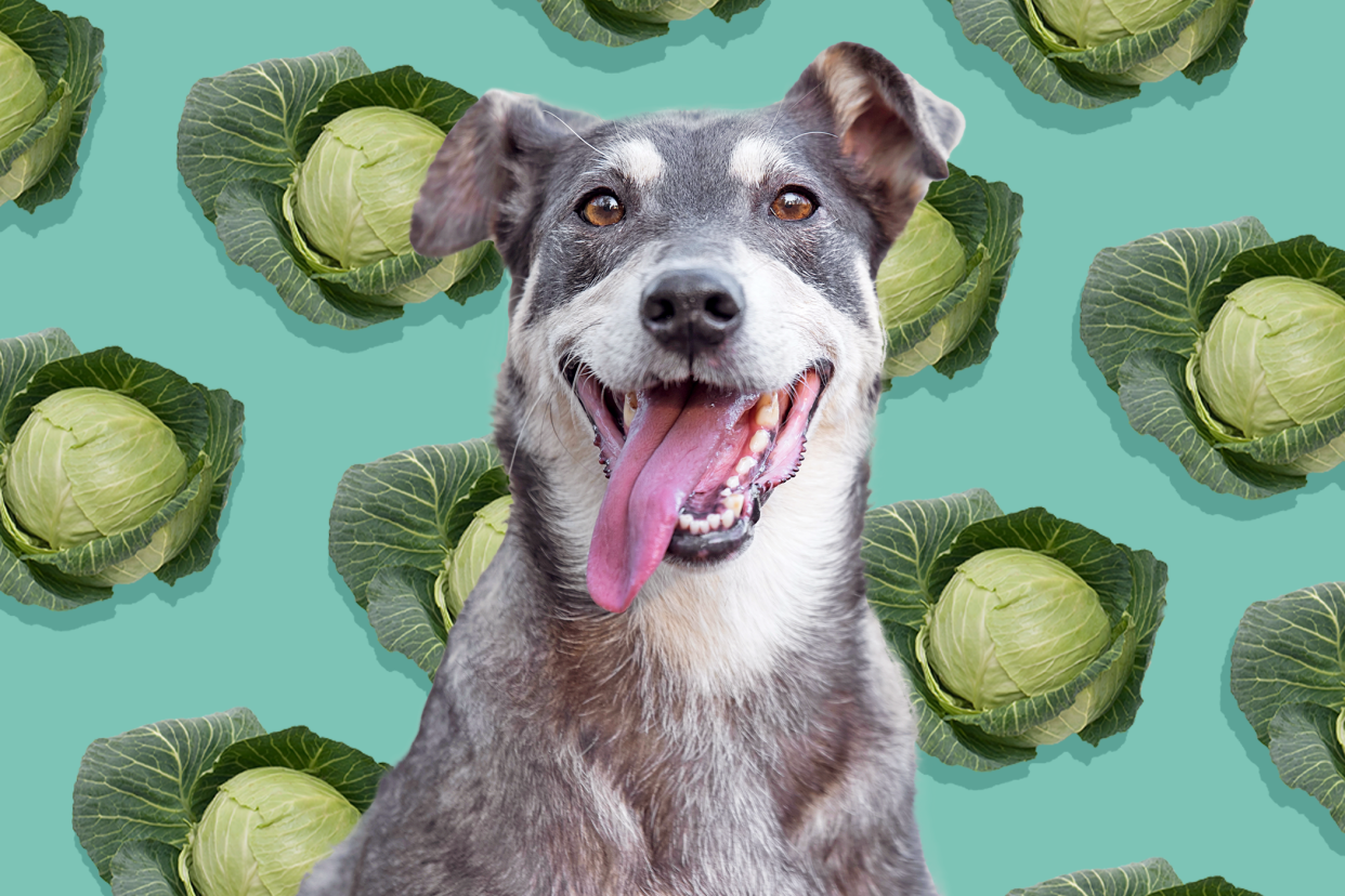 dog with background of cabbage heads; can dogs eat cabbage?