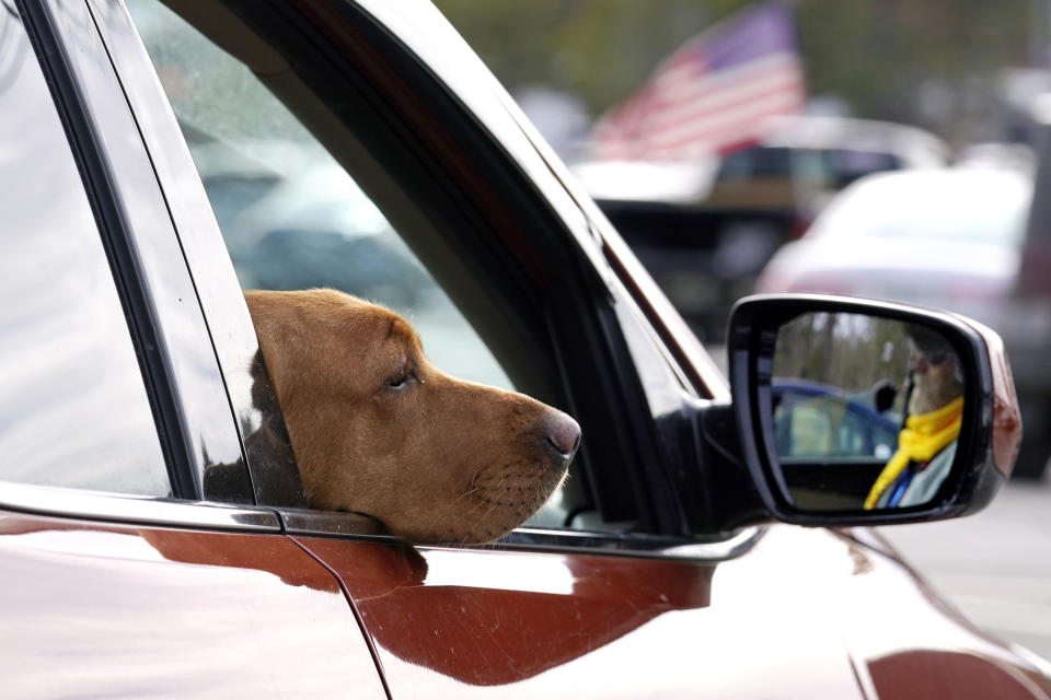 Liberty, a red fox Labrador, hangs her head out of the passenger window while seated with her owner, state Rep. Glen Aldrich, R-Gilford, N.H., during an outdoor meeting of the New Hampshire House of Representatives in a parking lot, due to the COVID-19 virus outbreak, at the University of New Hampshire Wednesday, Jan. 6, 2021, in Durham, N.H. (AP Photo/Charles Krupa)