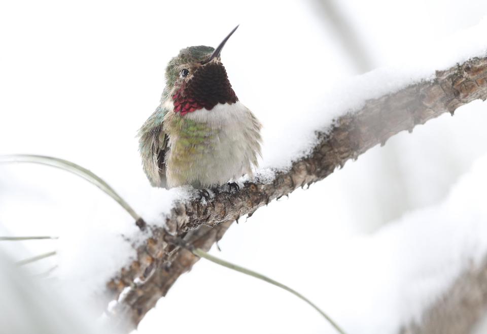 A hummingbird perches on a branch covered in fresh snow from a spring snowstorm, at Eldorado Canyon State Park, in Eldorado Springs, Colo., on Monday, May 12, 2014. A spring storm has brought up to three feet of snow to the Rockies and severe thunderstorms and tornadoes to the Midwest. In Colorado, the snow that began falling on Mother's Day caused some power outages as it weighed down newly greening trees. (AP Photo/Brennan Linsley)