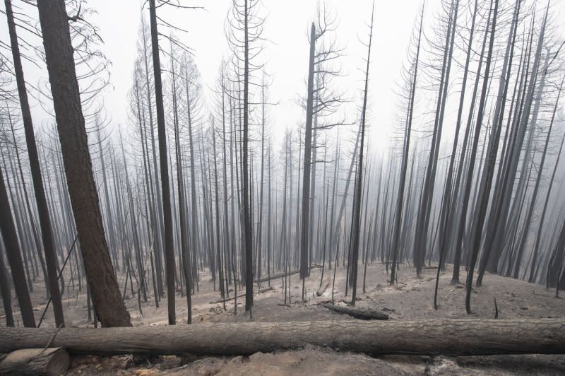 Burned-out trees stand in the charred forest outside Greenville, Calif., in 2021. The Dixie Fire burned over a half-million acres and leveled the town of Greenville. File Photo by Terry Schmitt/UPI