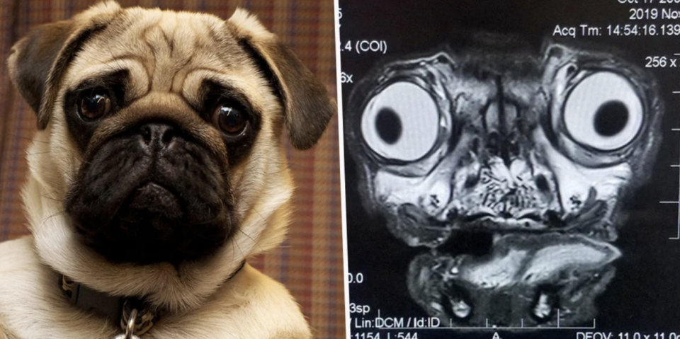 a pug's MRI