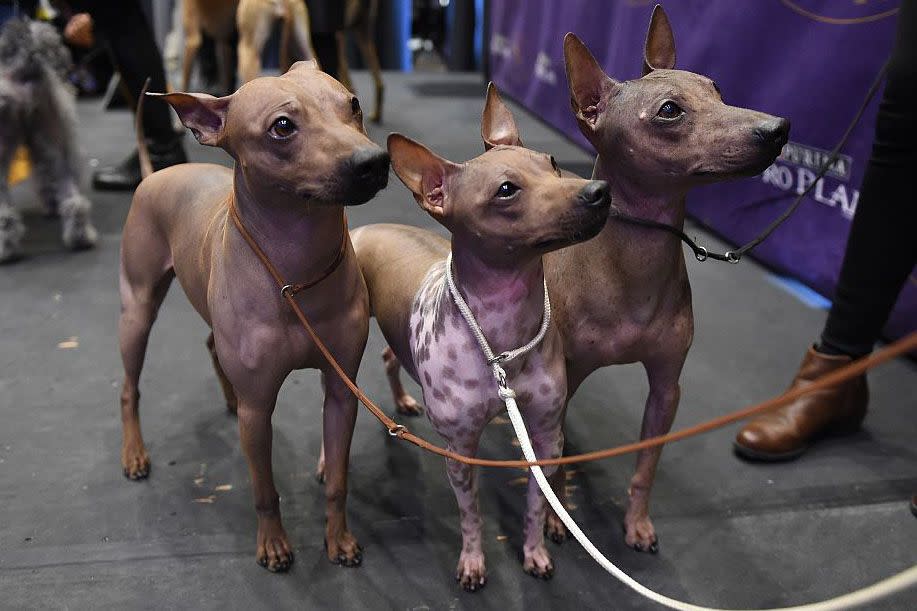 Westminster Dog Show Photos They Don't Want You to See