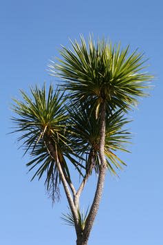 <span class="caption">New Zealand cabbage trees are planted in parks in the UK, despite being non-native.</span> <span class="attribution"><a class="link " href="https://www.shutterstock.com/image-photo/new-zealand-cabbage-tree-against-beautiful-64063339?src=8UV93xP2KAO1cuAMnOaXJg-1-5" rel="nofollow noopener" target="_blank" data-ylk="slk:Sue McDonald/Shutterstock;elm:context_link;itc:0;sec:content-canvas">Sue McDonald/Shutterstock</a></span>