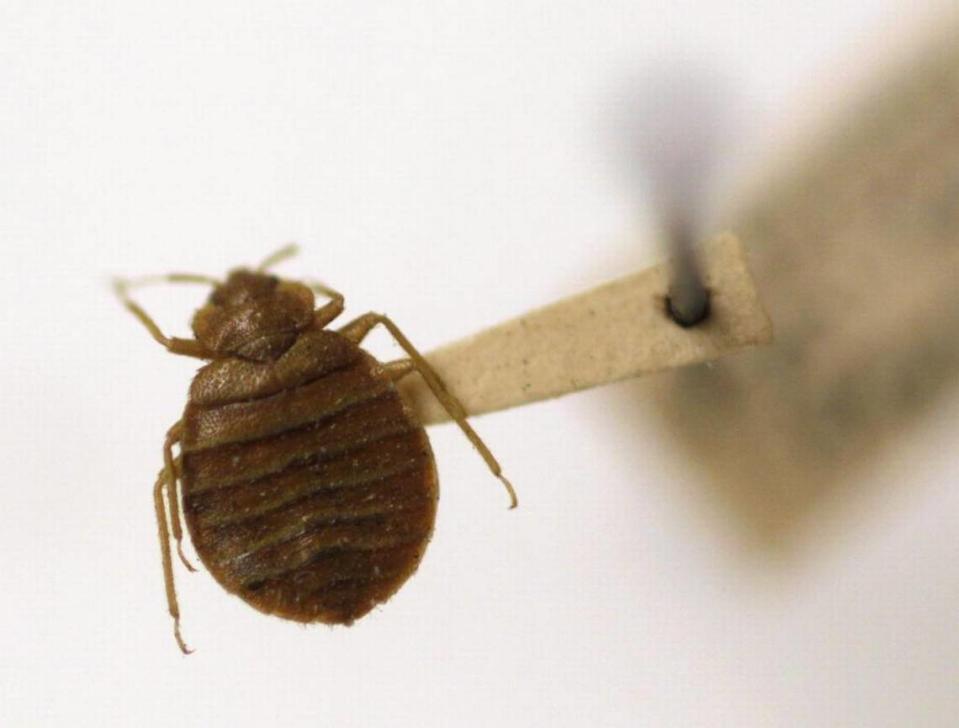 Bed bugs, like the one seen here in this file photo, feed off their hosts at night.