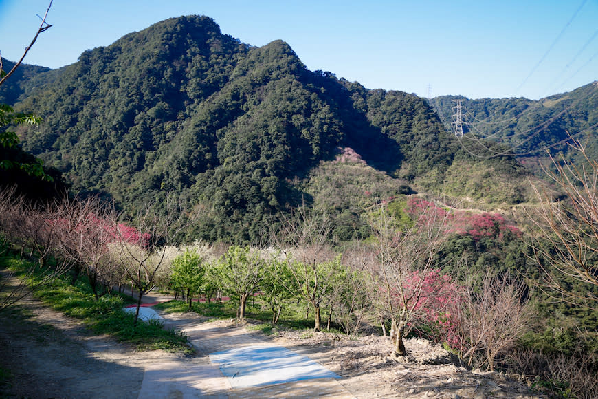 三峽大熊櫻花林