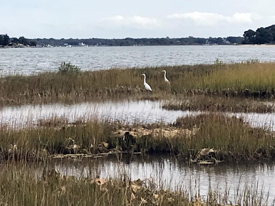 A pair of great egrets forage in the salt marsh at the edge of Quonochontaug Pond.
