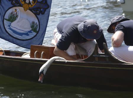 Swan Uppers bind a swan before inspecting it during the annual Swan Upping ceremony on the River Thames between Shepperton and Windsor in southern England July 14, 2014. REUTERS/Luke MacGregor
