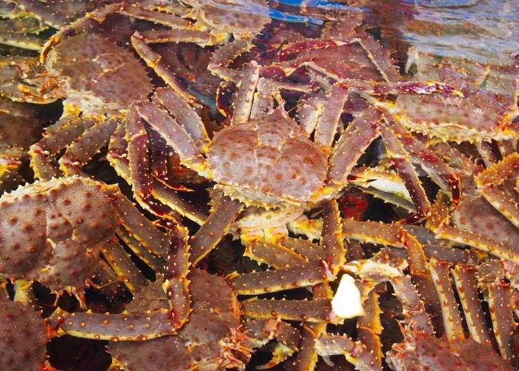 Giant Crab For Crazy Cheap Prices: Inside the Famous Sapporo Central Wholesale Market!