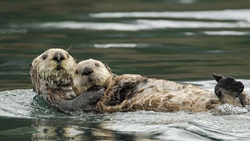 Dos nutrias abrazadas mientras nadan en un río.