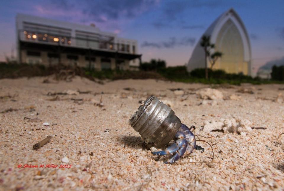 hermit crab trash japan