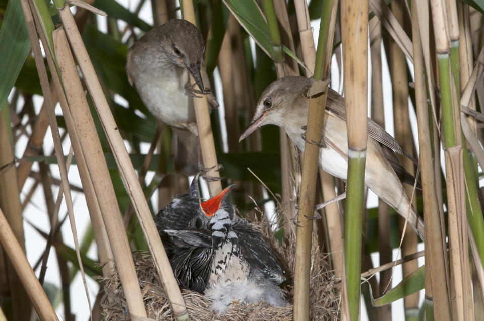 Birds in a tree