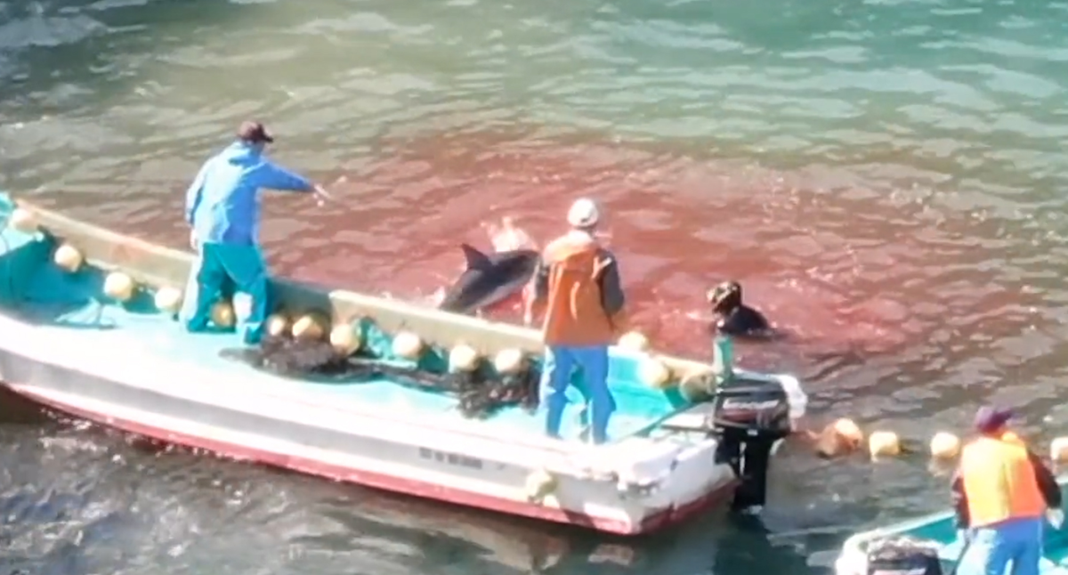 Taiji dolphin slaughter Dolphin Project drone video exposes hunters